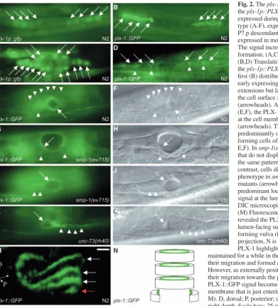 Fig. 2. The maintained for a while in the vulva cells that have completedtheir migration and formed a ring (white arrows in M).However, as externally positioned cells are recruited to initiatetheir migration towards the presumptive vulva midline, thePLX-1: