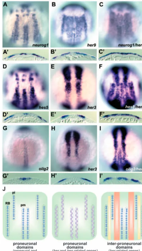Fig. 1. Expression of Her genes in the zebraﬁsh posteriorstage). Dorsal views of the hindbrain and spinal cord region