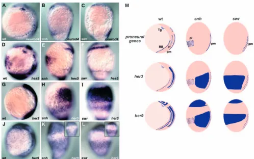Fig. 2. Regulation of dorsal towards the right and ventral views (insets in K,L). (M) Schematic representation of the expression proﬁles of the proneuronal geneneurod4neurons are lost and the primary interneurons are shifted ventrally (primary neurons are 