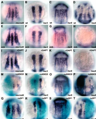 Fig. 5D,H), indicating that her9isrequired for the suppression of neurod4expression in the inter-proneuronal