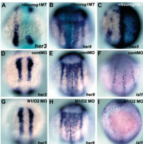 Fig. 4. Expression of her3 and her9 is independent of proneuralgenes. (A-C) Expression of her3, her9 and hes5 in embryos that hadreceived an injection of RNA for Myc-tagged Neurog1 (Neurog1MT,50 pg) and β-galactosidase (50 pg) (the injection was into onebl