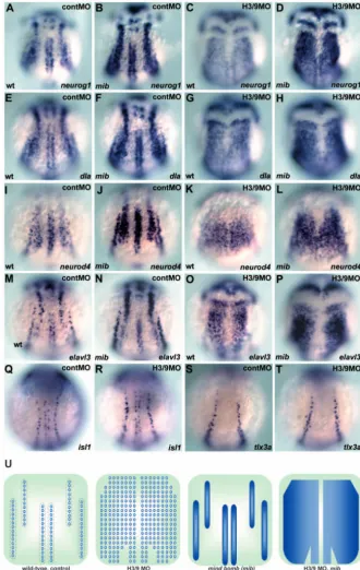 Fig. 6. Her3 and Her9 are required for formationE-H), of the inter-proneuronal domains.(A-P) Expression of neurog1 (A-D), deltaA (dla;neurod4 (I-L) and elavl3 (M-P) in wild-type embryos that received 2 ng control MO(A,E,I,M) or 1 ng her3-MO1 and 2 ng her9A