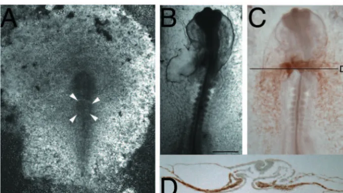 Fig. 3. E14 chick organs express GFP uniformly. Fresh organs from E14 embryos were dissected out and checked for GFP using ﬂuorescencein F, 40 microscopy