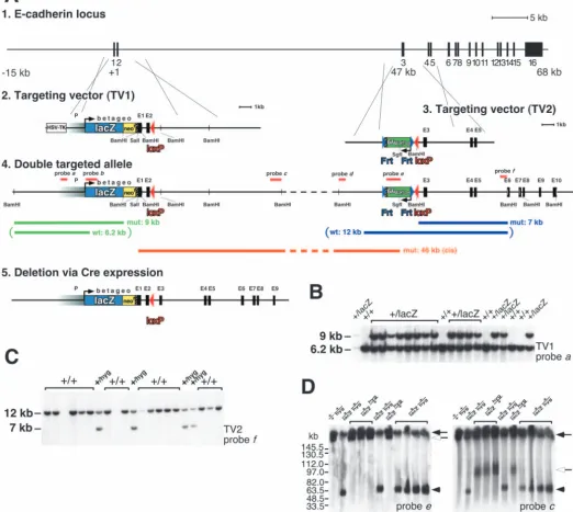 Fig. 1. Generation of ES cells with targeted ﬂoxed E-cadherin intron 2. (A) Schematic representation of the E-cadherin locus (drawn to scale,1)