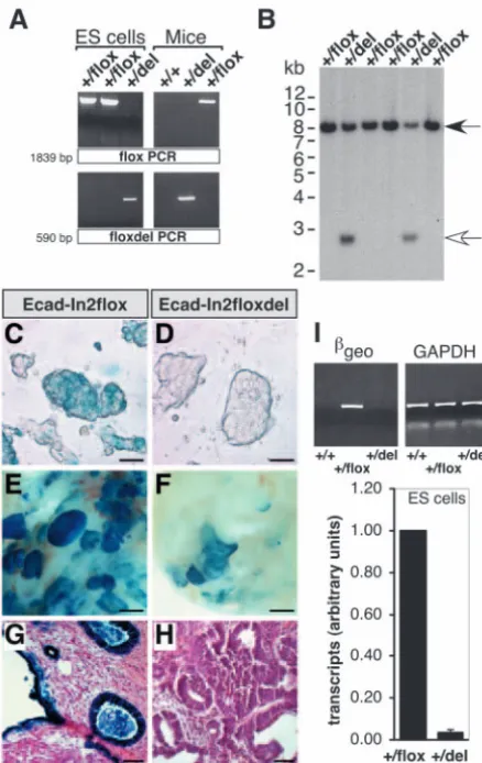 Fig. 2. E-cadherin-speciﬁc expression is lost in ES cells aftersemi-quantitative and real-time PCR