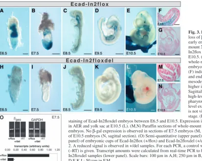 Fig. 3. Deletion of intron 2 leads toloss of β-gal expression during