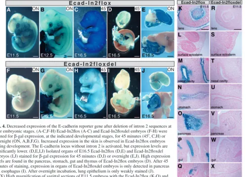 Fig. 4. Decreased expression of the E-cadherin reporter gene after deletion of intron 2 sequences atovernight (ON, A,B,F,G)