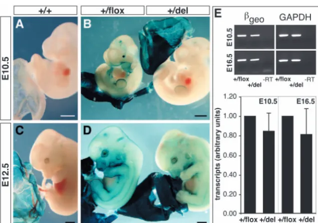 Fig. 5. E-cadherin-speciﬁc expression in the yolk sac is independent of cis-regulatory(right) in yolk sacs at E10.5 and E16.5