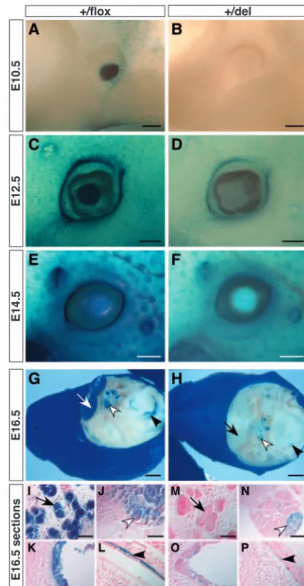 Fig. 7. Intron 2 sequences are required for maintaining E-cadherinmm in A,B,F; 2 mm in C,D; 50 CK14-staining is seen at E12.5 (A) in embryos where Cre was active (+/compared with control embryos with no reduction is found in E13.5 (B), E14.5 (C) and E16.5 