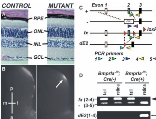 Fig. 1. Bmpr1aControl samples are from  function is not required for embryonic retinal development.+/fx; mice and mutants are from