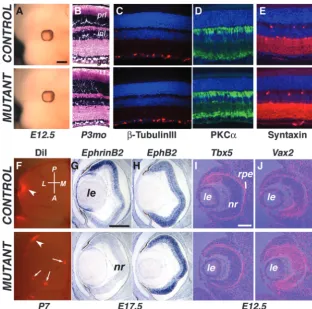 Fig. 2. Retinal dorsoventral patterning defects in for bipolar cells (D) and anti-Syntaxin for amacrine cells (E) reveal that the retinallamination pattern and cell types are unaltered in the or Bmpr1a–/fx;Bmpr1b+/–;Cre mutantmice