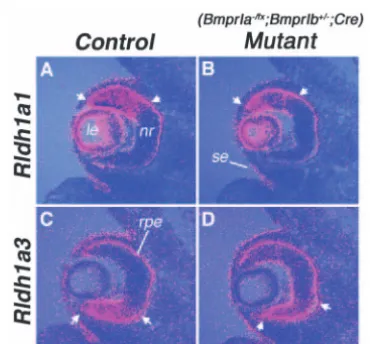 Fig. 3. High levels of Bmp signaling activity,mutant (bottom) samples at E10.5. embryo (arrowhead)