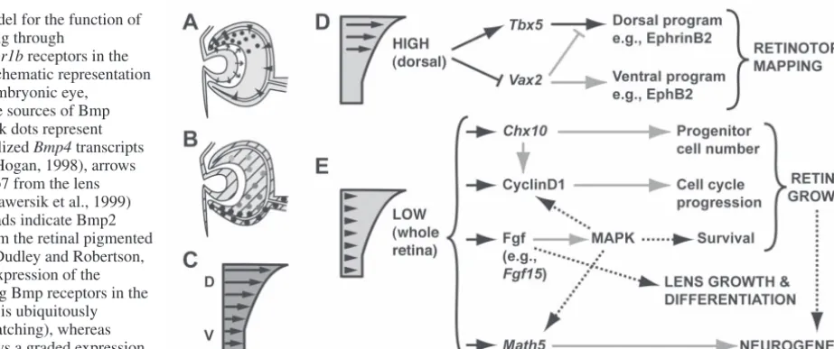 Fig. 8. A model for the function ofBmp signaling through