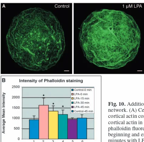 Fig. 9. Zygotic expression of LPA receptors isinto eggs reduced the density of actin by the sameamount as did the LPAboth MO simultaneously caused a reduction in actincomparable to the higher doses of the individualMOs