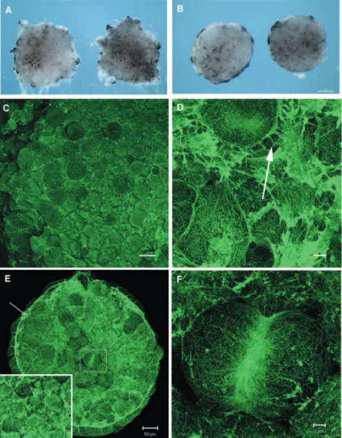 Fig. 1. F-actin-containing structures in early showing the contractile ring and coarser actin ﬁlament network in adividing cell