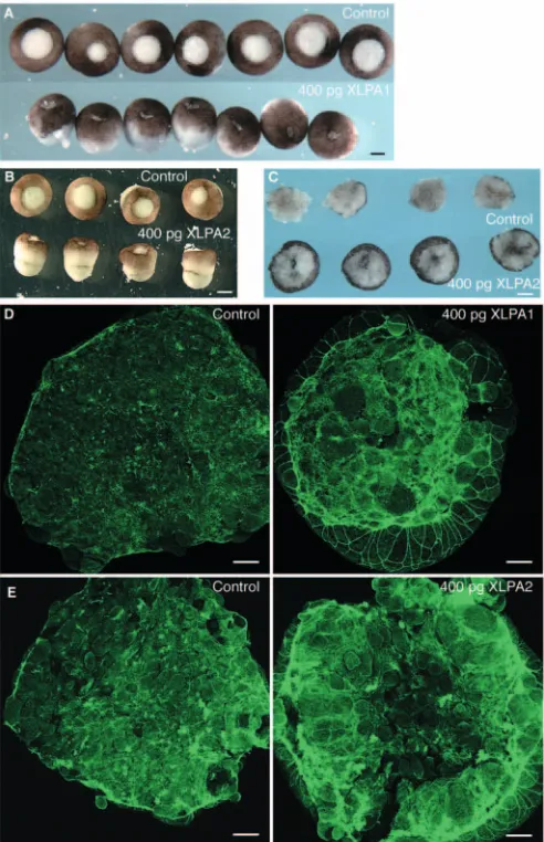 Fig. 6. Overexpression of either embryos injected with XLPAcaps after 10 minutes of healing