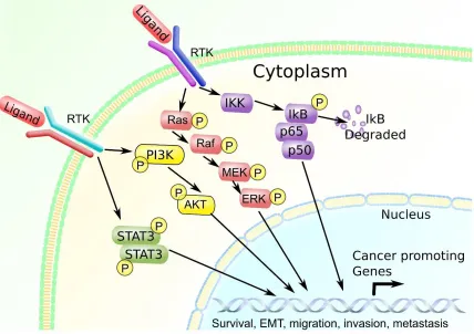 Figure 1.4. Multiple signaling pathway activation in breast cancer cells. 