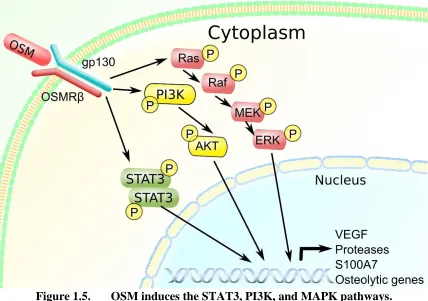 Figure 1.5.  OSM induces the STAT3, PI3K, and MAPK pathways. 