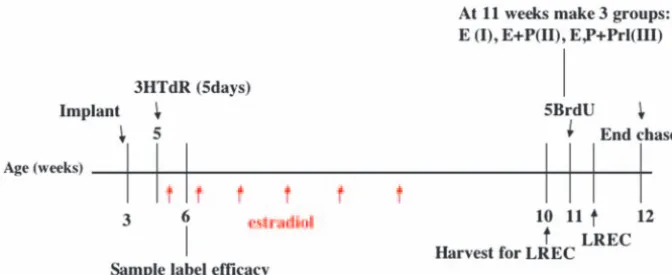 Fig. 1. Diagram showing the experimental procedures. Mice entering puberty and exactly 3removed to provide mammary tissues (#3,4,8,9 fat pads) and small intestine forautoradiographical analysis