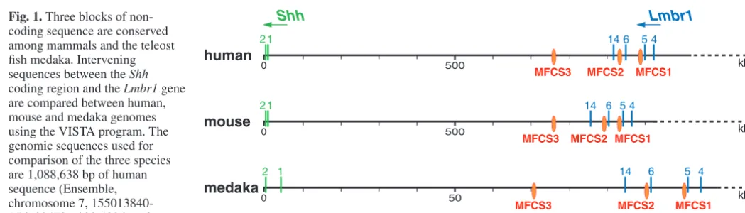 Fig. 1. Three blocks of non-coding sequence are conserved