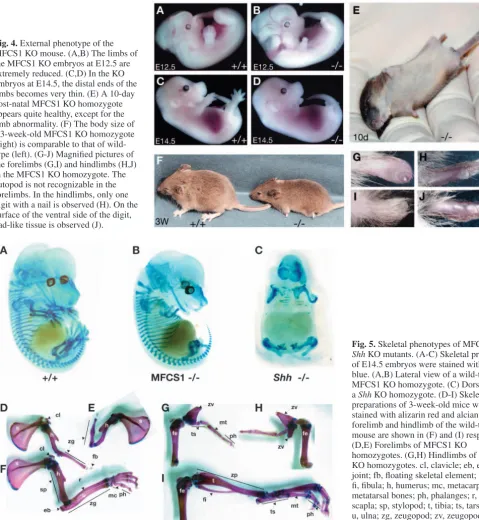 Fig. 4. External phenotype of theMFCS1 KO mouse. (A,B) The limbs ofthe MFCS1 KO embryos at E12.5 areextremely reduced