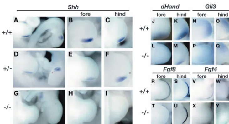 Fig. 6. Expression patterns of markergenes in the limb buds at E10.5. In