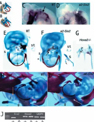 Fig. 3. Middle ear skeletal phenotype of horn; m, malleus; s, styloid process; st, stapes; t,a2-Six2transgenics