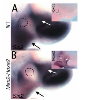 Fig. 5. Identiﬁcation of a promoter fragment responsive to Hoxa2.(A) The most proximal 900 bp of the Six2 promoter (–893; +37) aresufficient to drive lacZ expression in the proximal area of the ﬁrstbranchial arch, similarly to Six2 endogenous expression