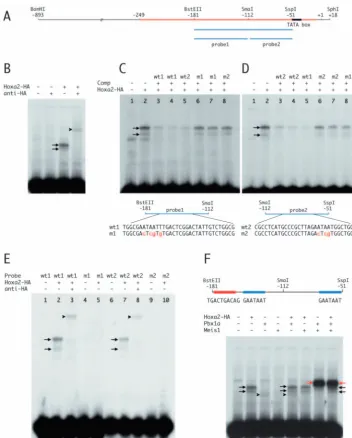 Fig. 6. Hoxa2 binds the the TATA box. Sequences showing 95%promoter: the black rectangle corresponds to(A) Schematic representation of the 900Six2 promoter.Six2conservation between mouse and human are
