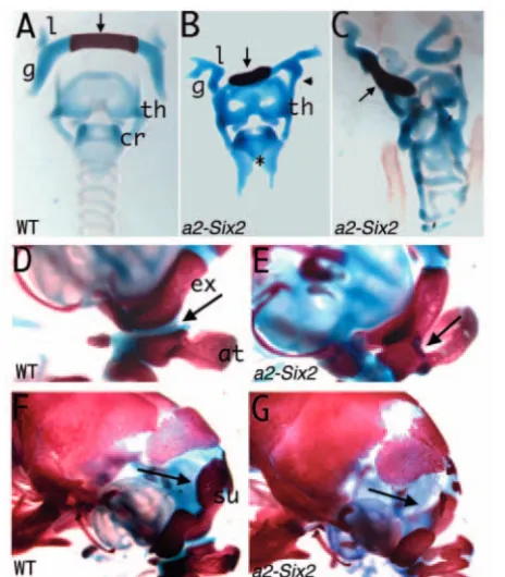 Fig. 7. Skeletal phenotype of transgenic embryos. Wild-type (A,D,F)and Six2 transgenic embryos (B,C,E,G) are shown