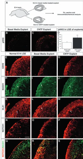 Fig. 7. CNTF is sufficient to promote thefor B,C; in Eincreasing MASH1 expression from VZ toSVZ was present in normal E14.5 embryos(H)