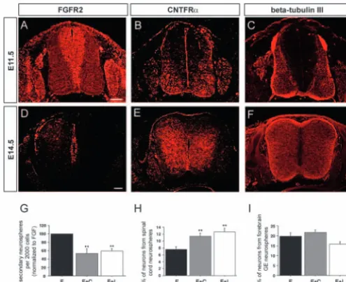 Fig. 2. CNTF/LIF/gp130 receptor signaling does not promote spinalneurons generated by ventral forebrain NSCs