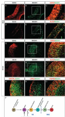 Fig. 4. A gradient of VZ precursor differentiation is deﬁned in theLGE by the expression of GSH2, MASH1 and DLX2