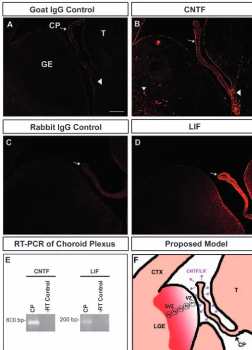 Fig. 6. The choroid plexus is the likely source of CNTF and LIF thatchoroid plexus (arrow in D), but not other regions of the E14.5ventral forebrain