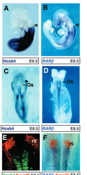 Fig. 1. Rarb is expressed more anteriorly than Hoxb4 in thepresegmented hindbrain. The anterior neural expression borders ofHoxb4 protein (A,C,E) and Rarb mRNA (B,D,F) are compared atE8.5 and E9.5