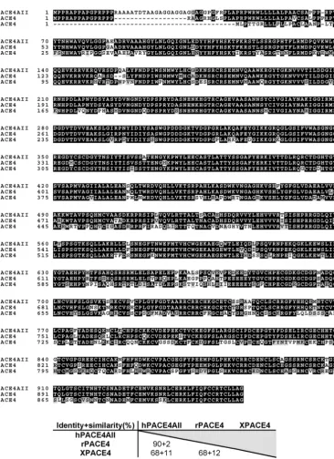 Fig. 1. Alignment of Xenopus PACE4 (XPACE4) protein sequence with human PACE4 splice isoformAII (hPACE4AII) and rat PACE4 (rPACE4)