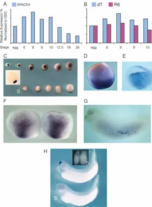 Fig. 2. Spatiotemporal expression pattern of localization in the mitochondrial cloud of stage 1 oocytes