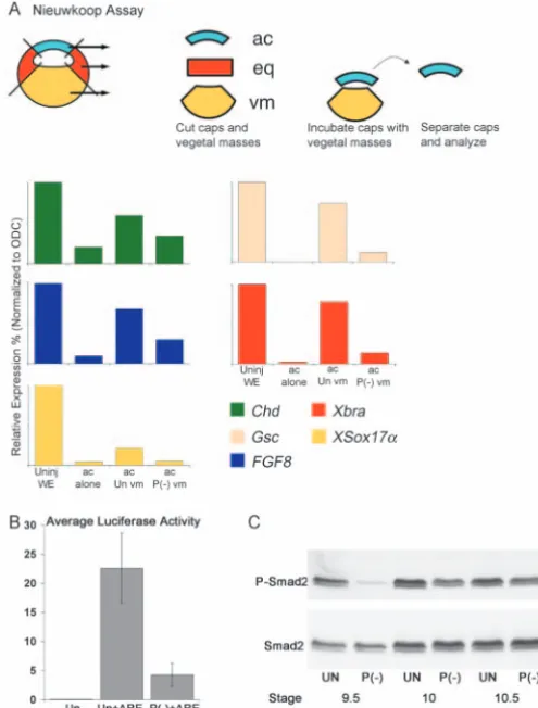Fig. 5. Induction of mesoderm is disrupted by endodermal gene depleted vegetal masses [P(–) vm] is analyzed by real-time RT-PCR.Animal caps incubated alone (ac alone) do not express signiﬁcantlevels of mes-endodermal genes