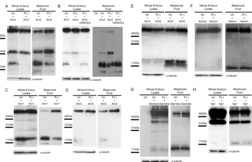 Fig. 6. XPACE4 depletion affects the processing of a speciﬁc subset of TGFembryos. Western blots from control (Un) and XPACE4-depleted [P(–)] whole embryos and blastocoel ﬂuids overexpressing β proteins