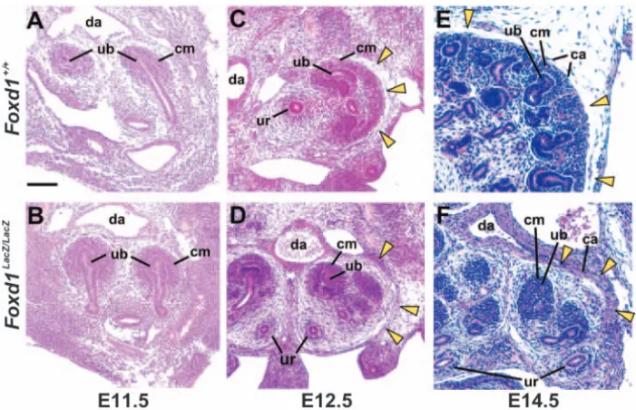 Fig. 1. Histology of paraffin wax-µembedded sections of wild-type andFoxd1-null kidneys