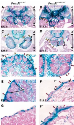 Fig. 2. Expression of At E13.5 (A,B) there is strong Foxd1lacZ in heterozygous and mutant embryos.lacZ expression in the dorsal