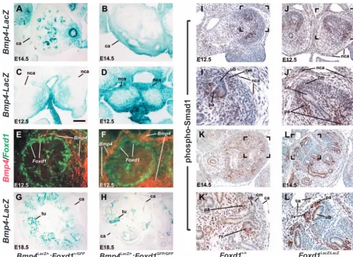 Fig. 4. Ectopic localization of Bmp4but these structures are ectopically positioned between the UB and the capsule