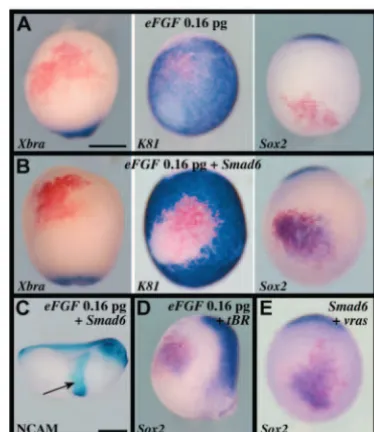 Fig. 2. Neural induction in vivo by combined FGF signalling andeFGF or activated ras signalling induces neural tissue, without positive mesoderm, when combined with BMP inhibition in lategastrula stage 13 embryos