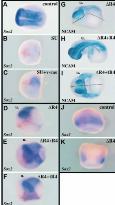 Fig. 5. Time-window of requirement for FGFR activity in neuralinduction. Developmental stages are shown from fertilization (F) tostage 35, in register with time (in hours) elapsed at 23°C