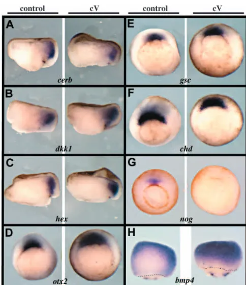 Fig. 8. Neural tissue development involves BMP/SMAD1-independent FGFR activity. (A-D) Stage 26 tailbud embryos