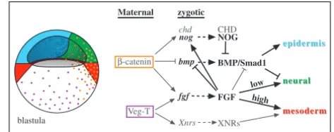 Table 1. Neural induction by BMP inhibition requiresintact FGFR signalling in animal caps