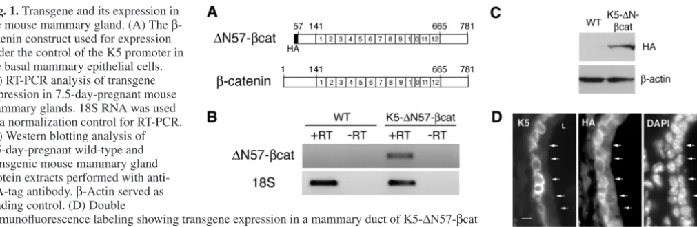 Fig. 1. Transgene and its expression inthe mouse mammary gland. (A) The β-