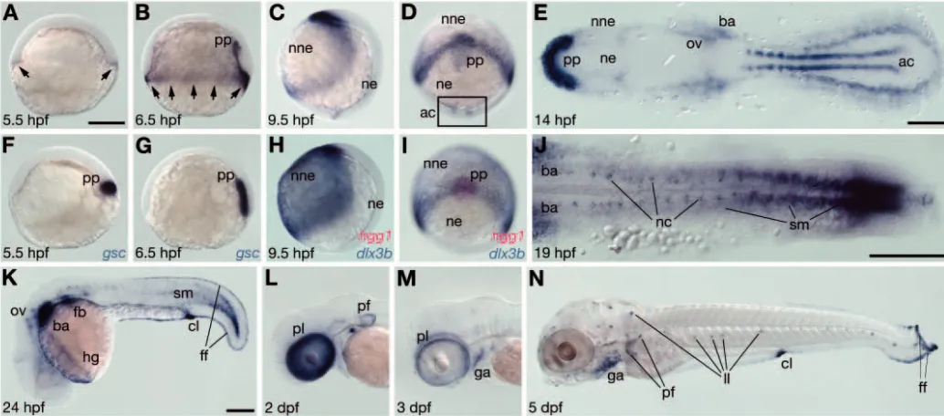 Fig. 2. Expression of prdm1 during embryogenesis. (A-C,F-H) Lateral view, dorsal to the right