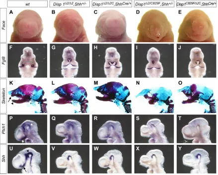 Fig. 2. Attenuating Disp1Their expression was either markedly reduced or lost, depending on the specific combination of E18.5 embryos with indicated genotypes