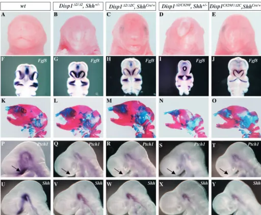 Fig. 2. Attenuating Disp1 activity speciﬁcally in Shh-producing cell phenocopies Disp1 hypomorphic mutants